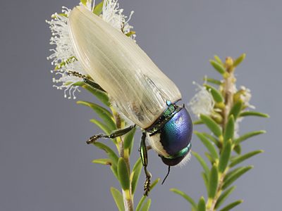 Calotemognatha yarelli yarelli, PL3554, male, EP, 22.4 × 8.6 mm